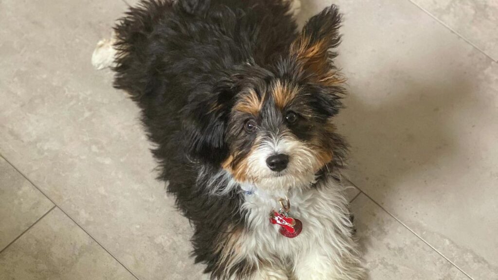Corgipoo Corgi Poodle Mix