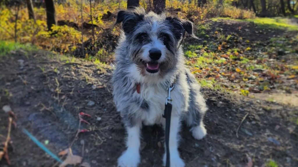 Corgipoo Corgi Poodle Mix