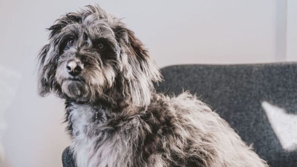 Corgipoo Corgi Poodle Mix