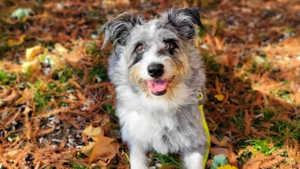 Corgipoo Corgi Poodle Mix
