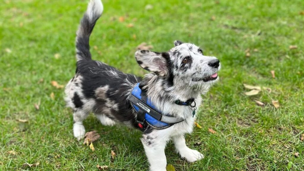 Corgipoo Corgi Poodle Mix