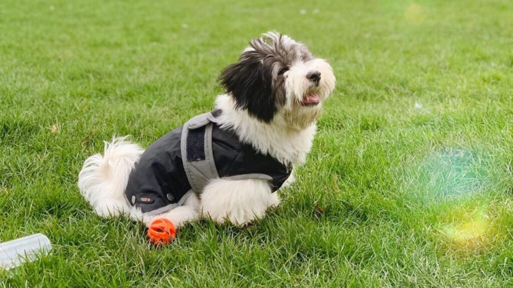 Coton De Tulear Poodle Mix Pooton