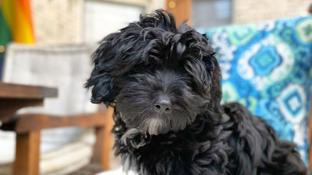 Coton De Tulear Poodle Mix Pooton