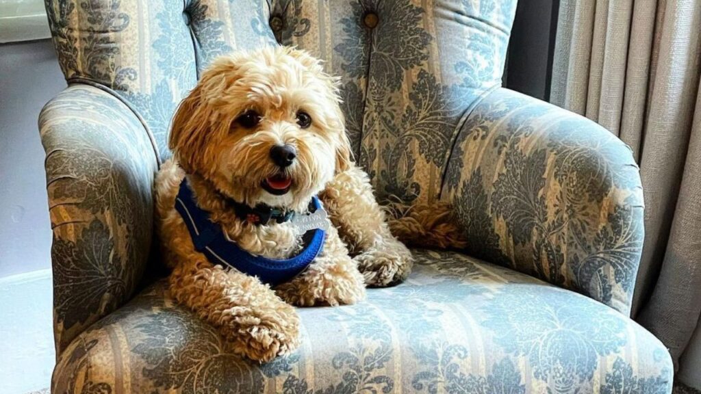 Coton De Tulear Poodle Mix Pooton