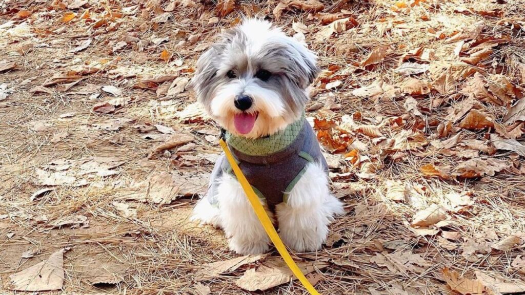 Coton De Tulear Poodle Mix Pooton