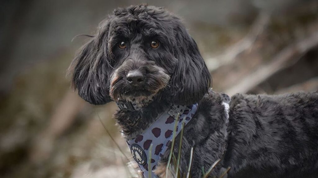 Doxiepoo Dachshund Poodle Mix