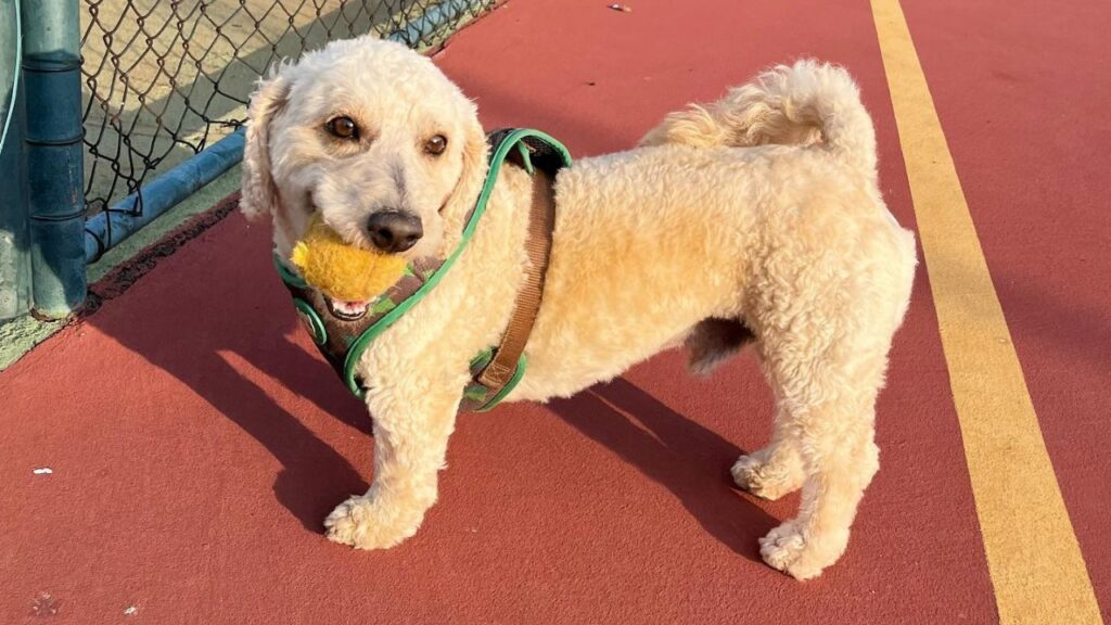Doxiepoo Dachshund Poodle Mix