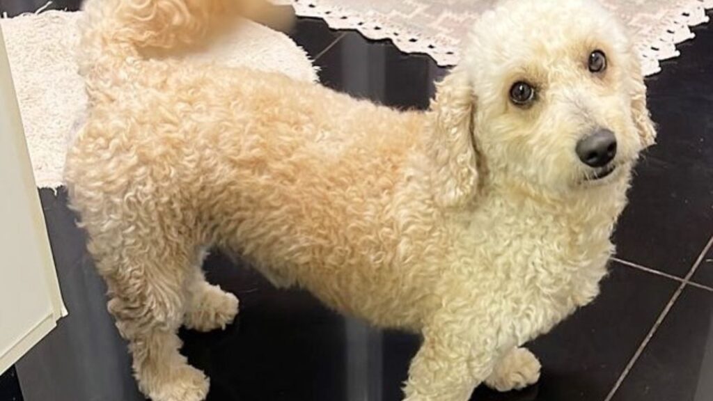 Doxiepoo Dachshund Poodle Mix