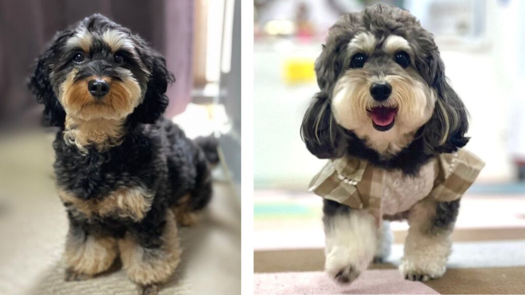 Doxiepoo Dachshund Poodle Mix
