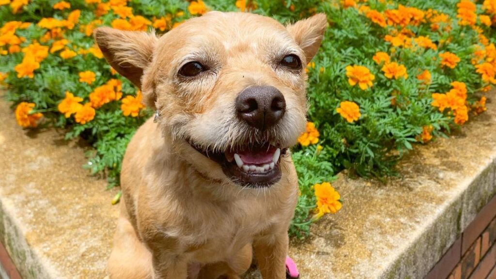 French Boodle French Bulldog Poodle Mix