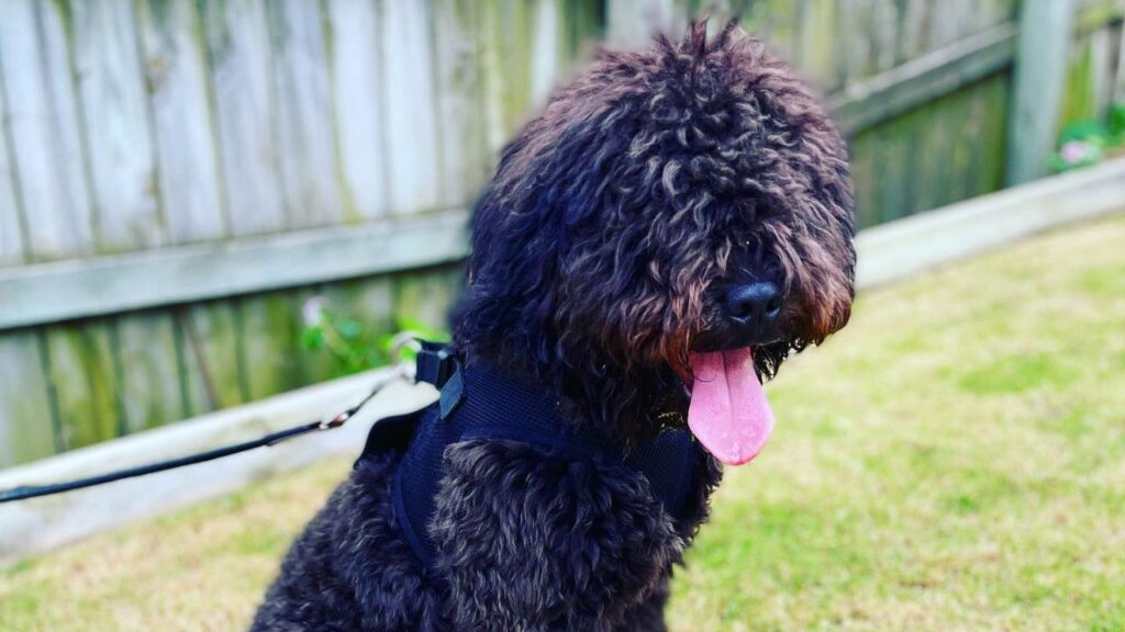 French Boodle French Bulldog Poodle Mix