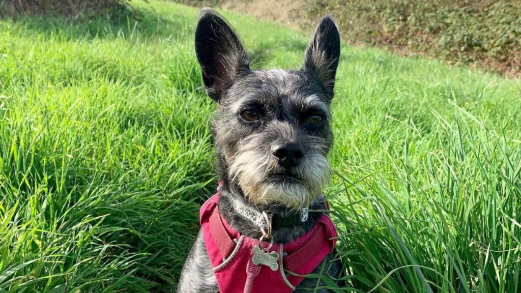 French Boodle French Bulldog Poodle Mix