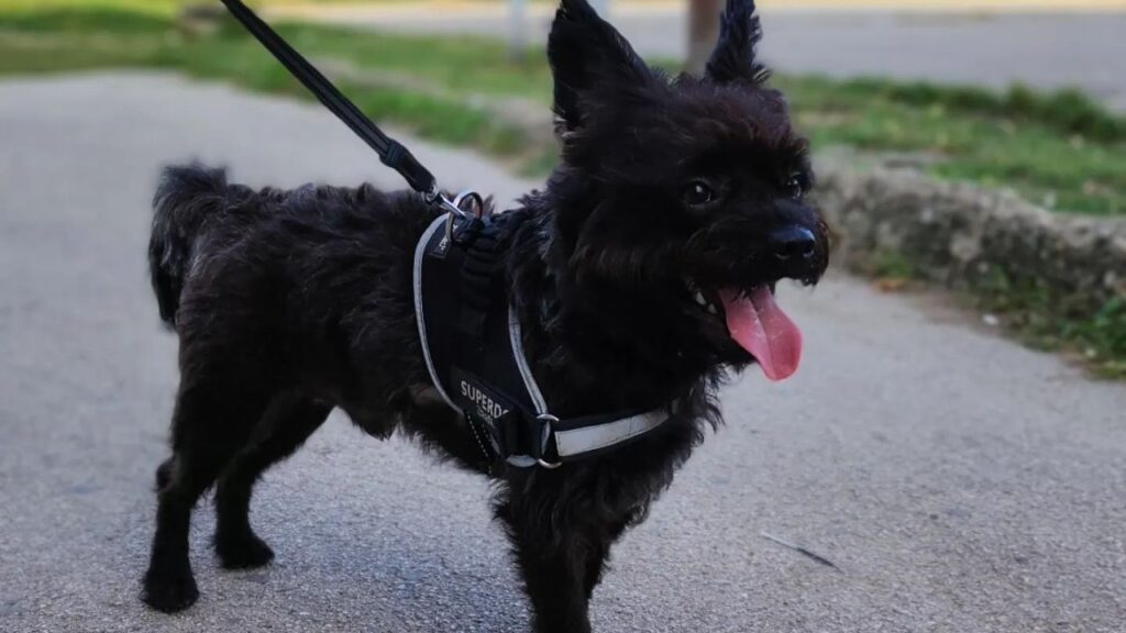 French Boodle French Bulldog Poodle Mix