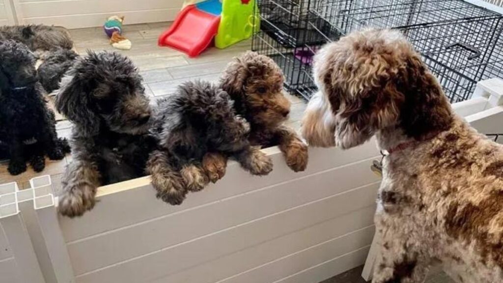 Great Danoodle – Great Dane Poodle Mix
