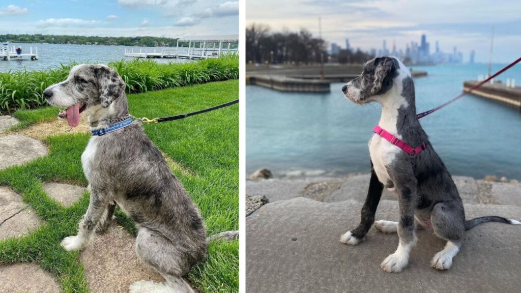 Great Danoodle – Great Dane Poodle Mix