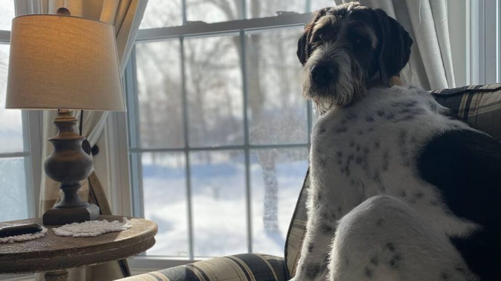 Great Danoodle – Great Dane Poodle Mix