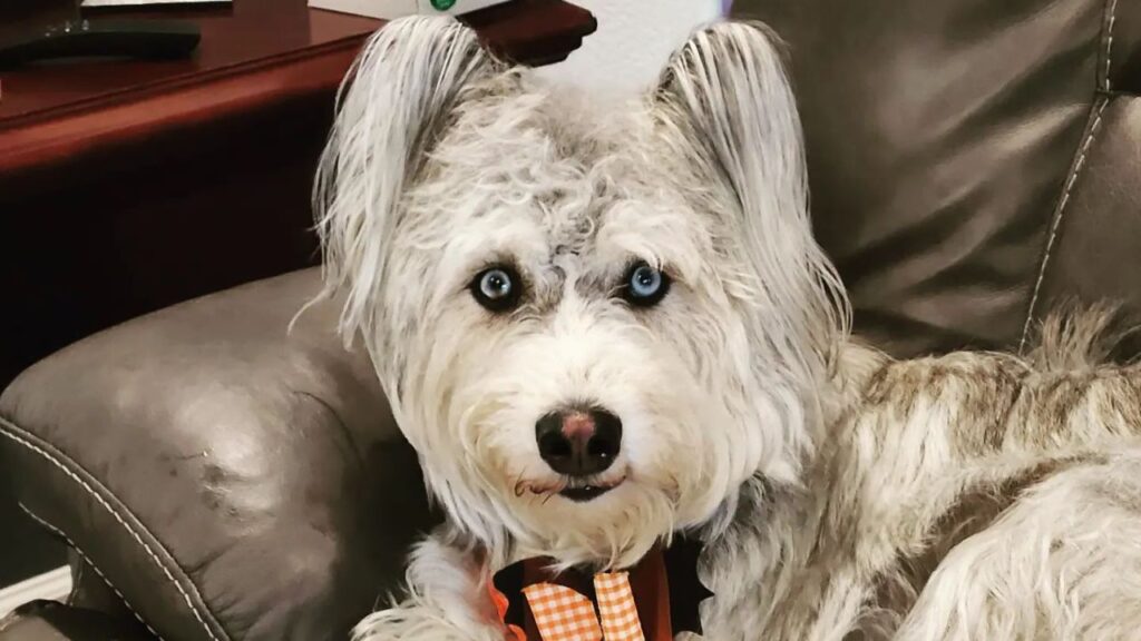 Huskypoo Husky Poodle Mix Doodle