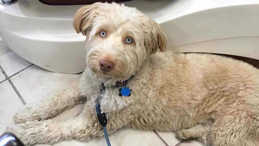 Huskypoo Husky Poodle Mix Doodle
