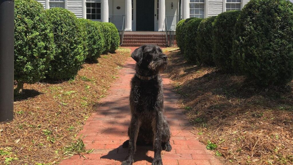 Mastidoodle – Mastiff Poodle Mix