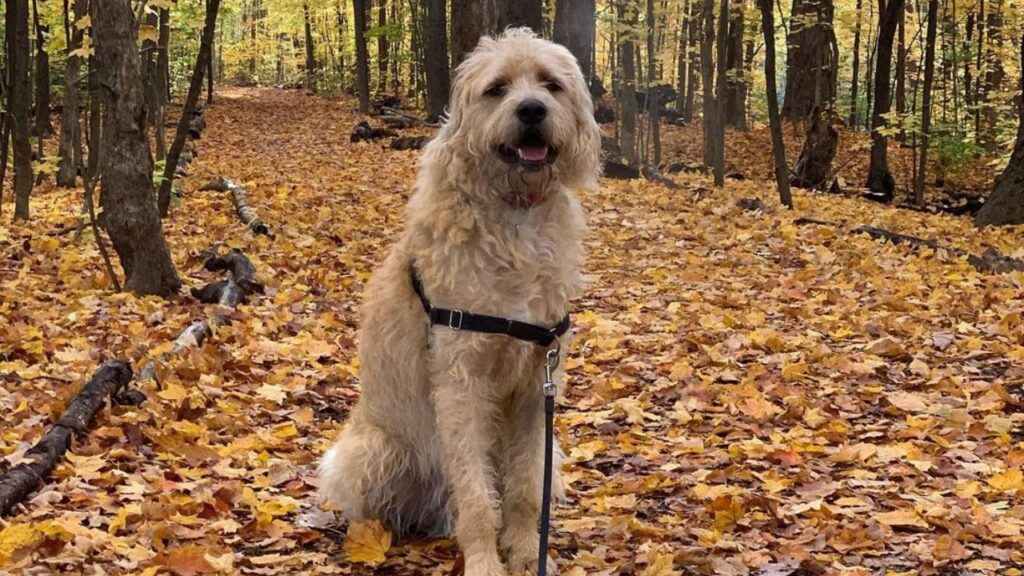 Mastidoodle – Mastiff Poodle Mix