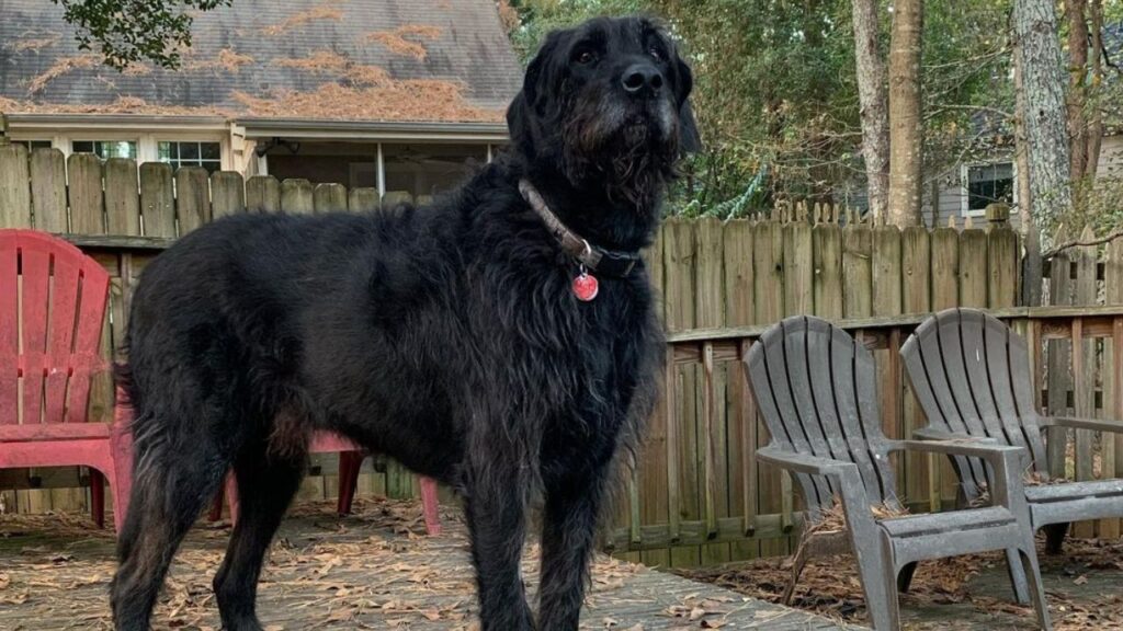 Mastidoodle – Mastiff Poodle Mix