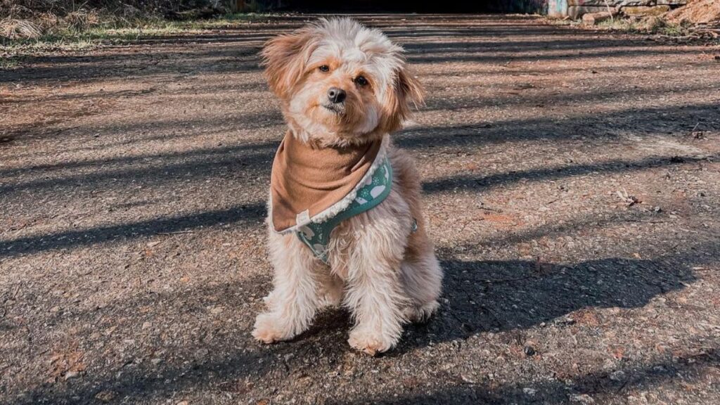 Pomapoo – Pomeranian Poodle Mix