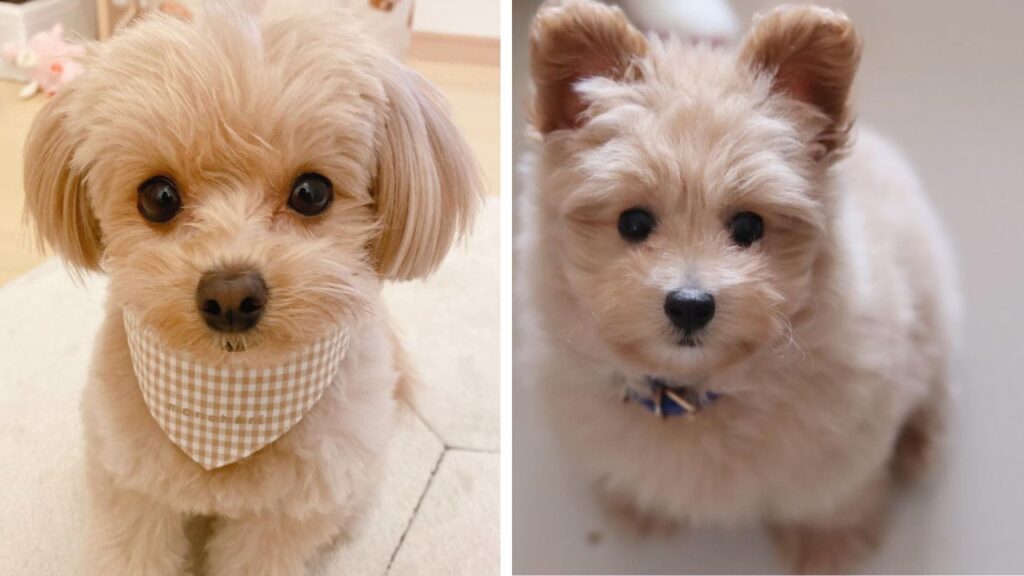 Pomapoo – Pomeranian Poodle Mix