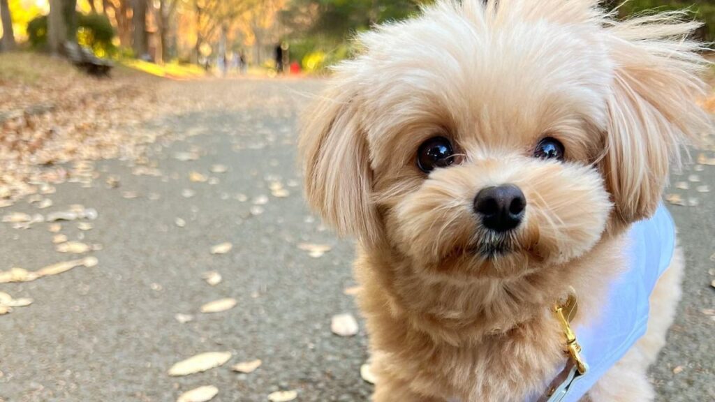 Pomapoo – Pomeranian Poodle Mix