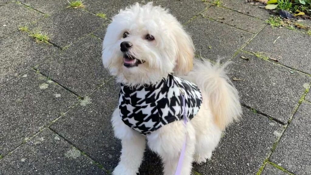Pomapoo – Pomeranian Poodle Mix