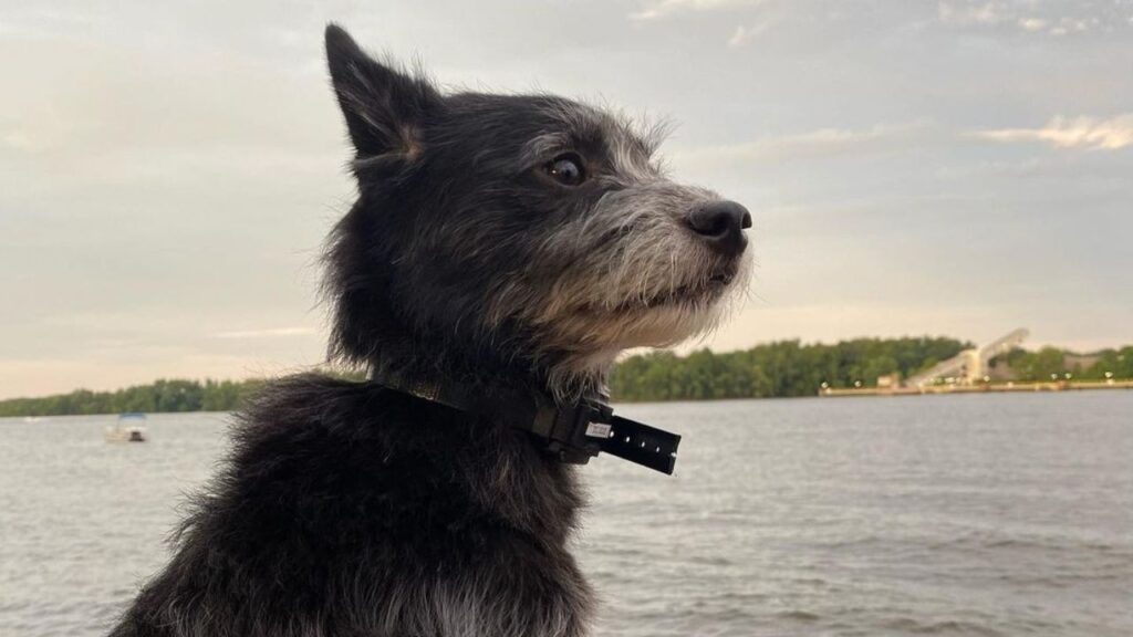 Poo Shi – Shiba Inu Poodle Mix