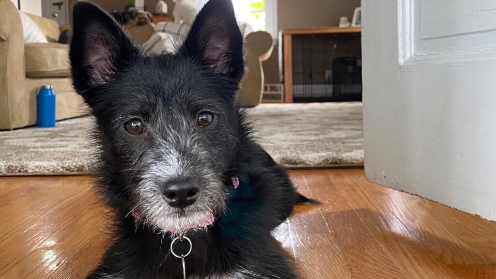 Poo Shi – Shiba Inu Poodle Mix