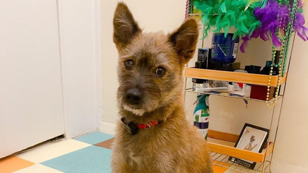 Poo Shi – Shiba Inu Poodle Mix