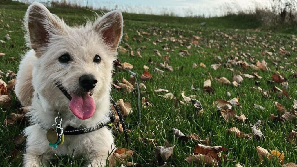 Poo Shi – Shiba Inu Poodle Mix