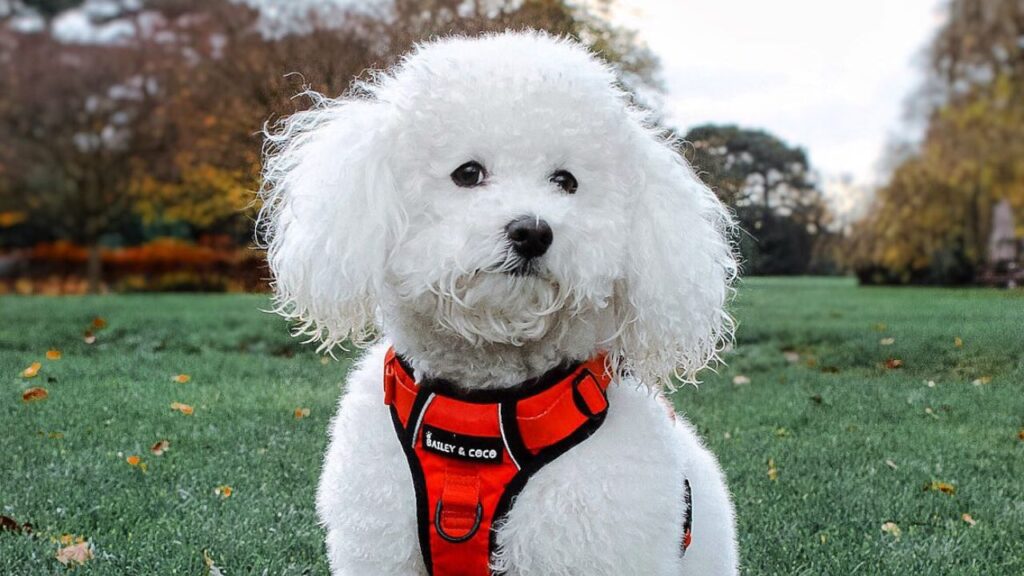 Poochon – Bichon Poodle Mix