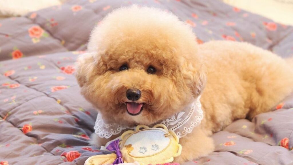 Poochon – Bichon Poodle Mix