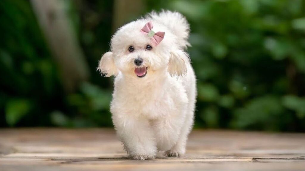 Poochon – Bichon Poodle Mix