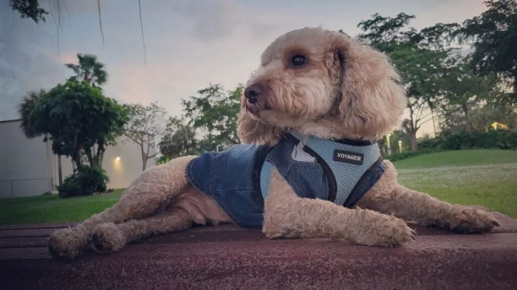 Poochon – Bichon Poodle Mix