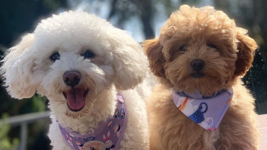 Poochon – Bichon Poodle Mix
