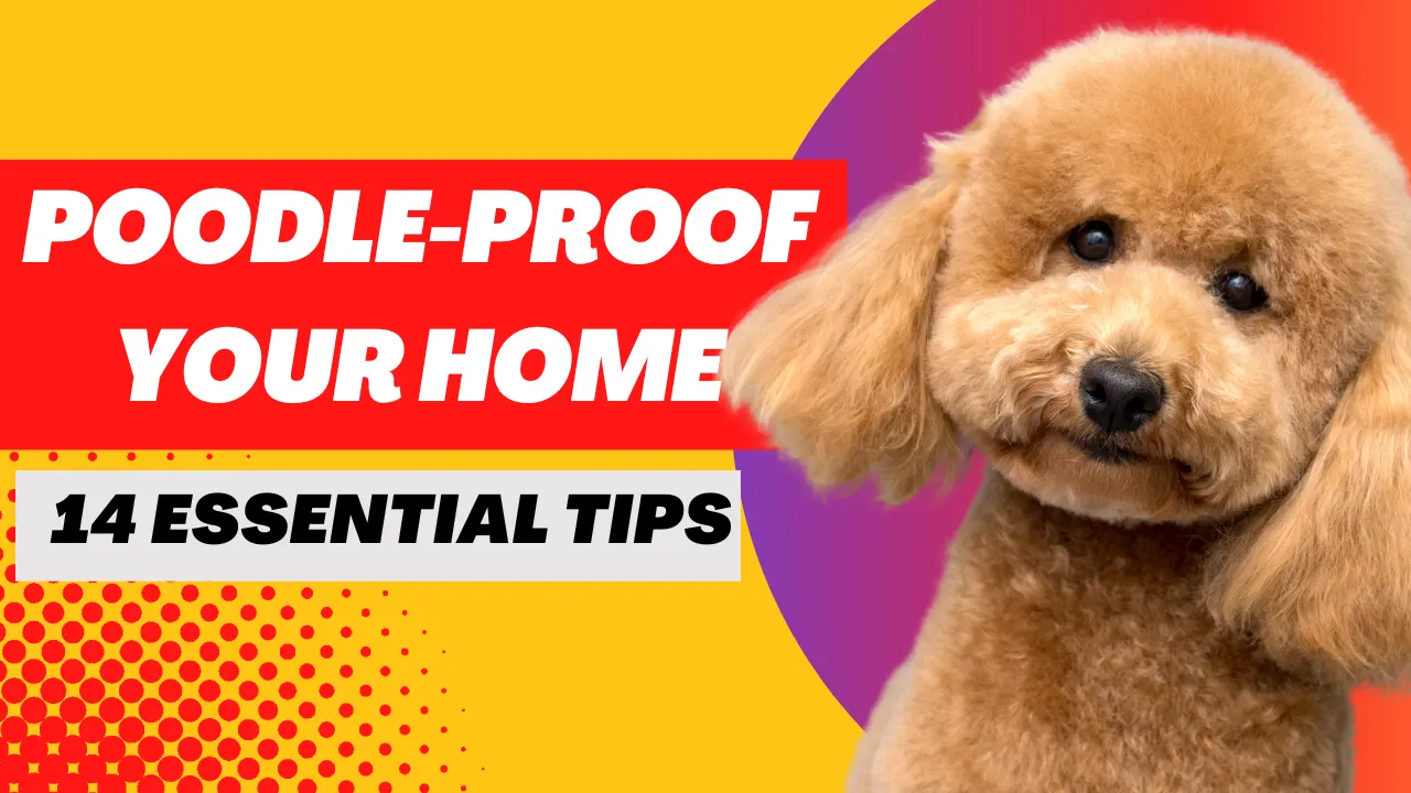 Poodle-Proof Your Home: 14 Essential Tips