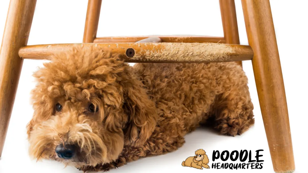 poodle stuck under a chair