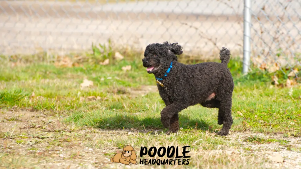 poodle running in a fenced area