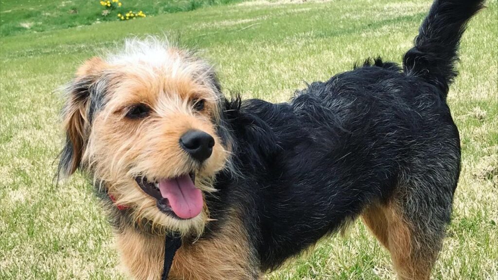 Poogle – Beagle Poodle Mix