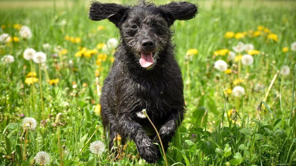 Poogle – Beagle Poodle Mix