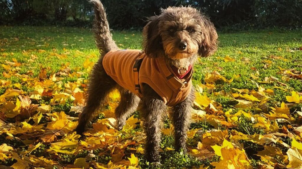 Poogle – Beagle Poodle Mix