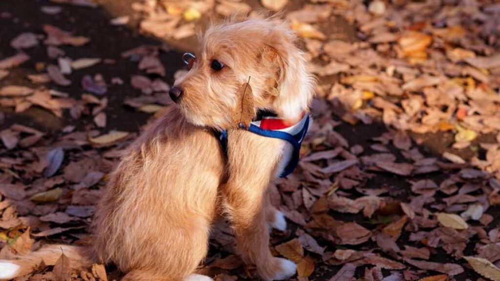 Poogle – Beagle Poodle Mix