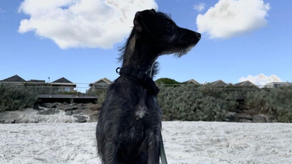 Pootalian – Italian Greyhound Poodle Mix