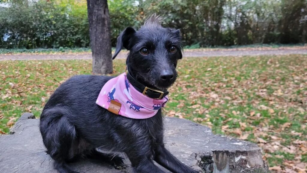 Pootalian – Italian Greyhound Poodle Mix