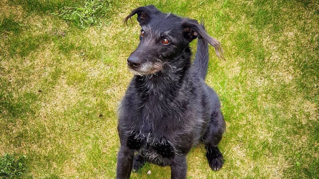 Pootalian – Italian Greyhound Poodle Mix