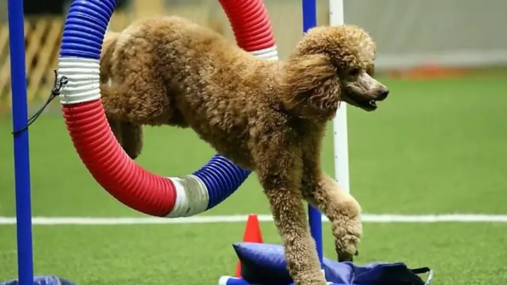Preparing Your Poodle for Competition