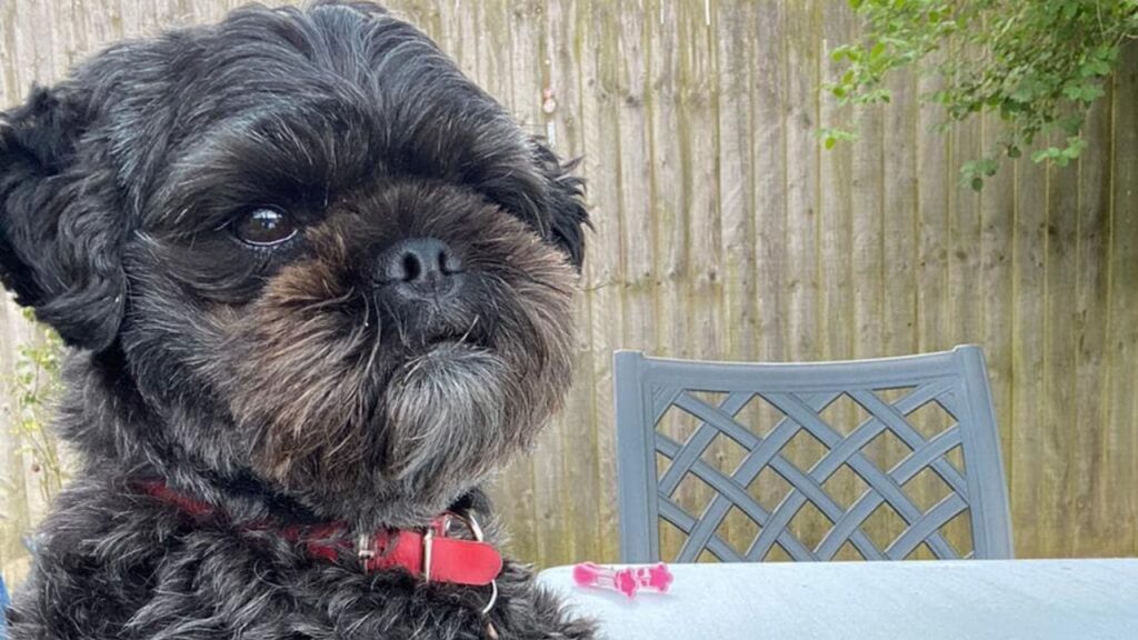 Pugapoo – Pug Poodle Mix